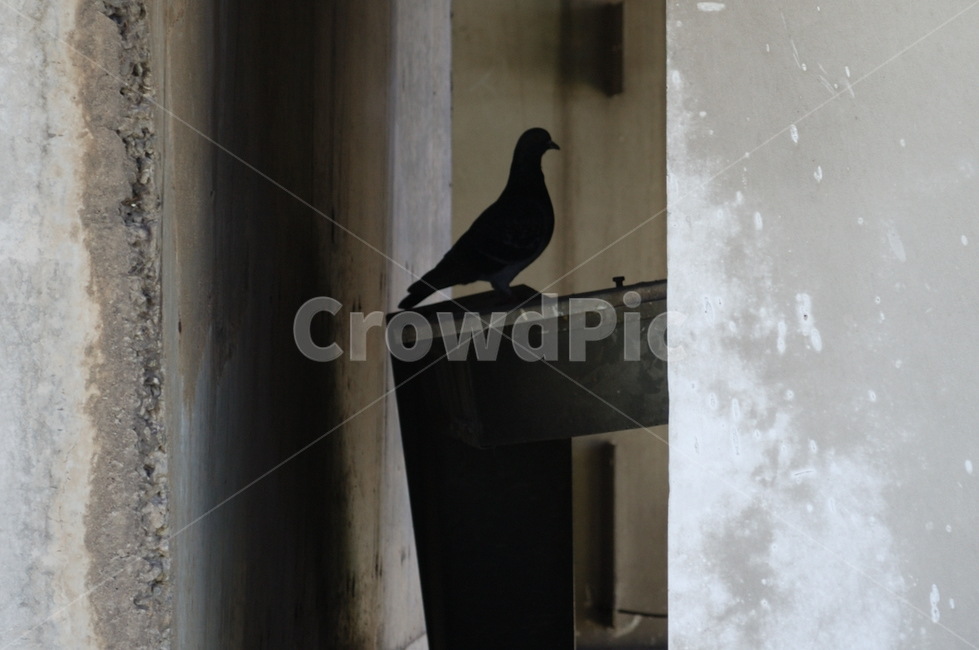 animal,동물,bird,새,비둘기