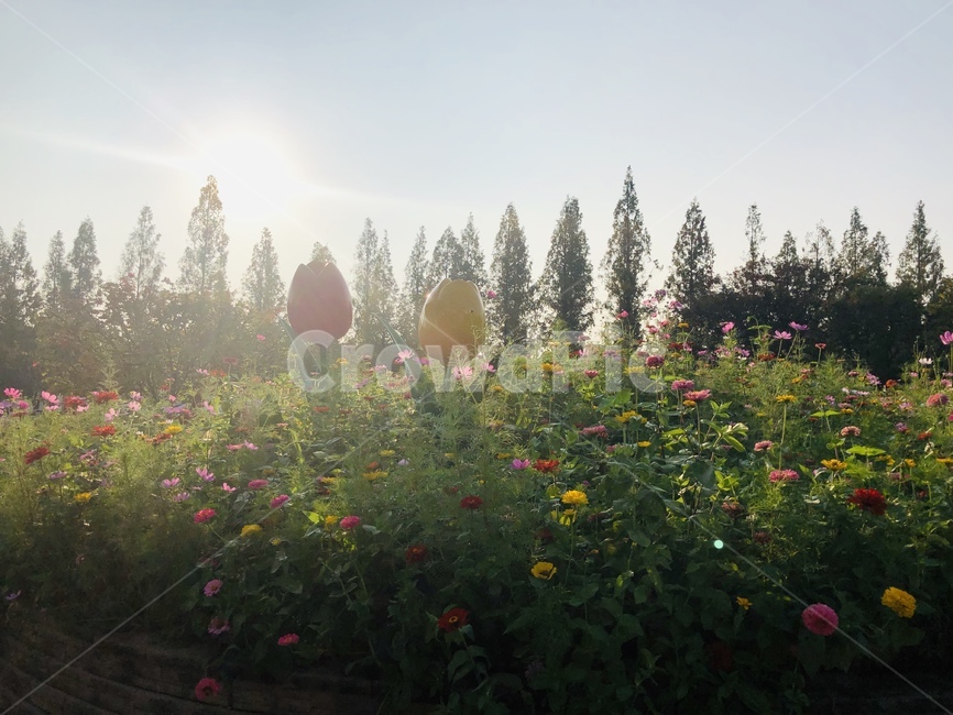 식물,tree,나무,꽃,꽃밭,튤립,plant,따듯한,햇살,코스모스