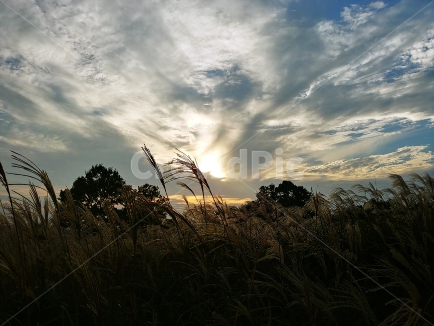 가을,하늘공원,autumn,가을억새,억새,silvergrass,하늘공원억새축제