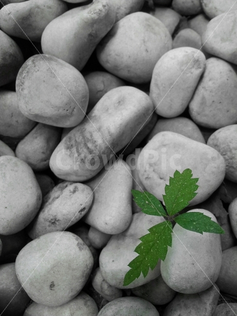 돌,초록,잡초,회색,틈,식물,자연,plants,nature
