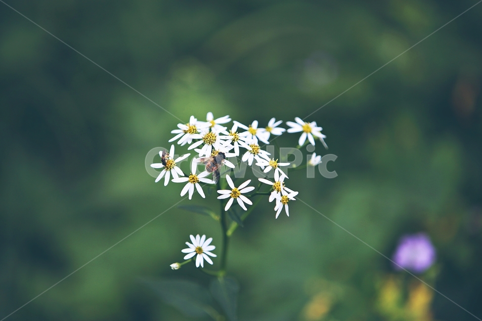 벌,꽃,야생화,자연,flower