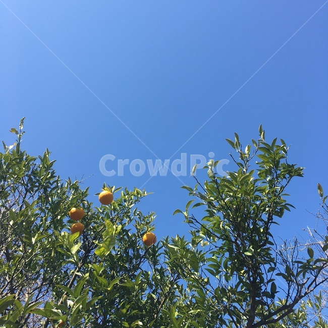 오렌지,오렌지나무,orange,orangetree,sky,tree,하늘,식물,자연,plants,nature,과일,열매,fruit
