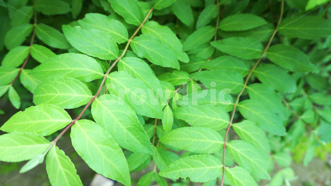 배경화면,나뭇잎,잎사귀,leaf,자연,식물,풀,줄기,초록