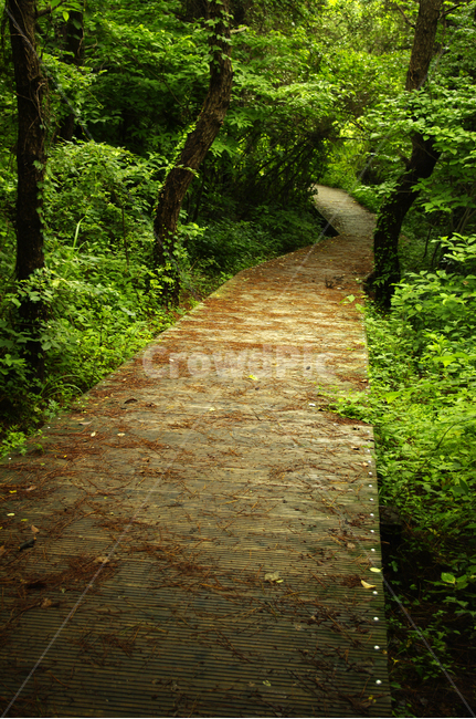 길,나무,숲,제주,식물,자연,풍경,nature,landscape,path,통로,walkway,보도