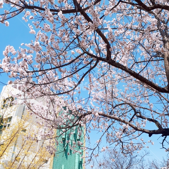 벚꽃,봄,꽃,나무,파란하늘,식물,자연,plants,nature,꽃,flower