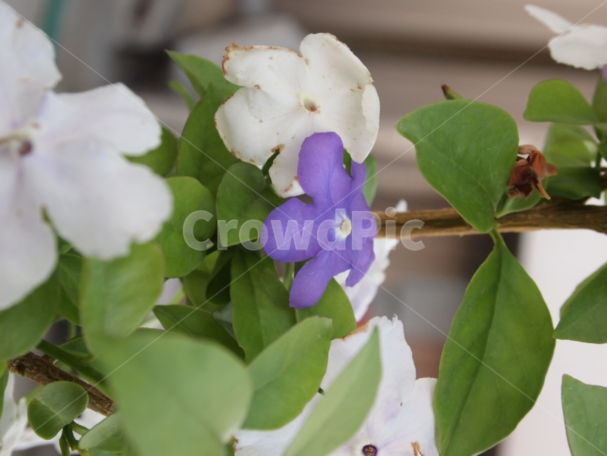 꽃,보라,자연,식물,나무,식물,자연,plants,nature,꽃,flower