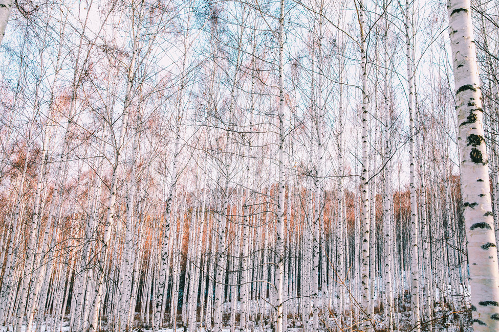 설경,눈풍경,자작나무숲,인제,자작나무,풍경,풍경사진,여행사진,여행,자연,nature,landscape,식물,plants,나무,trees,wood,흑백,모노톤,monochrome,blackandwhite,감성,한국자연풍경,한국자연경관,koreanlandscape,눈꽃,원대리,배경,백그라운드,snow,겨울,계절,winter,season,자연,풍경,nature,landscape,식물,plants,나무,trees,wood,감성,sensible,feeling,plant