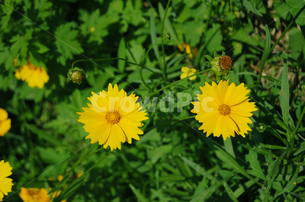 꽃,송이,노란꽃,flower,초록잎,풀,자연,식물,plant,식물,자연,plants,nature,꽃,flower