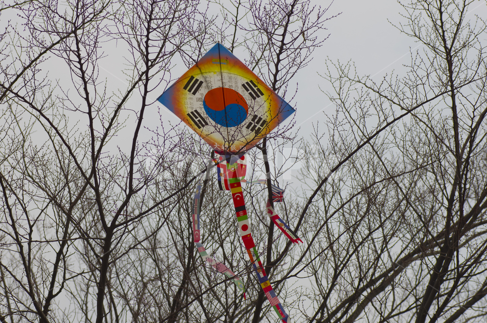 겨울,나무,연,연날리기,태극연,태극기,감성,자연,계절,풍경,풍경사진,감성사진,정취,만국기