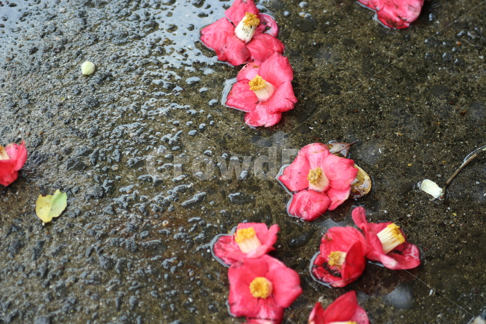 꽃,동백,동백꽃마을,시골,flower,겨울,식물,자연,plants,nature,꽃,flower