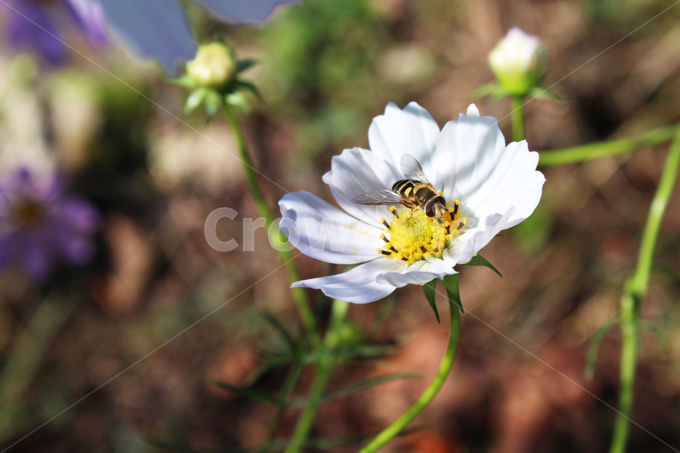 pollen,화분,plant,식물,bee,벌,insect,곤충,honeybee,꿀벌,식물,자연,plants,nature,꽃,flower