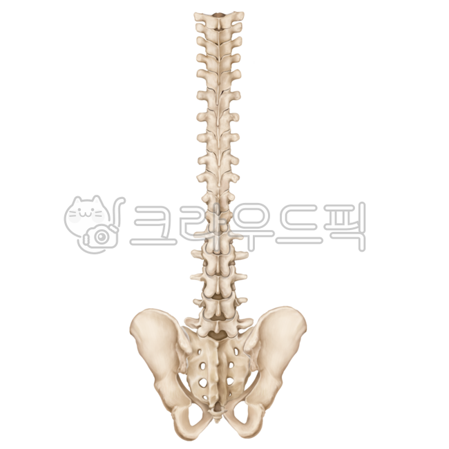 lumbarspine,tailbone,pelvis,rib,scapular,skeleton,illiac,orthopedic,shoulder,thoracicspine,humanbones,spine,scapula,bones,lumbar spine,pelvic,waist,neurosurgery,medicalillustration,ribs,thoracic spine,surgery