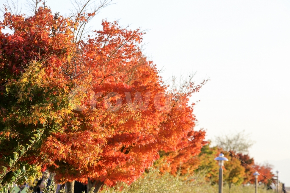 단풍,순천,가을,나무,나뭇잎,가을,계절,fall,autumn,season,식물,자연,plants,nature,나무,trees,wood,tree,plant,maple