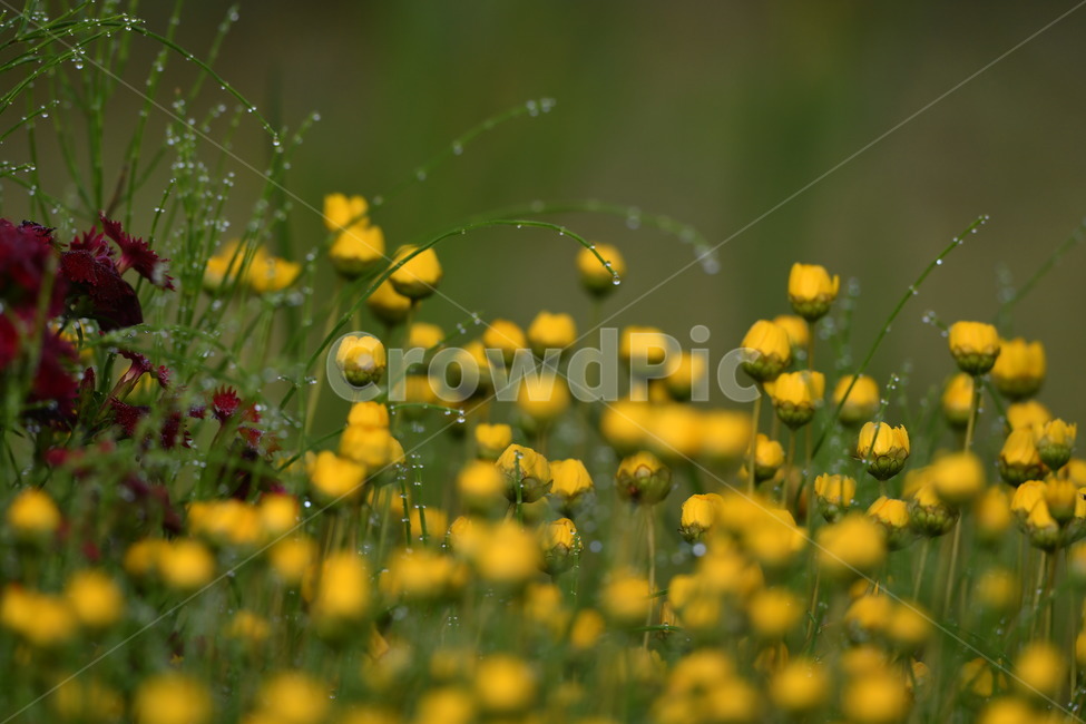 식물,자연풍경,꽃,감성사진,봄,봄,계절,spring,season,식물,자연,plants,nature,꽃,flower