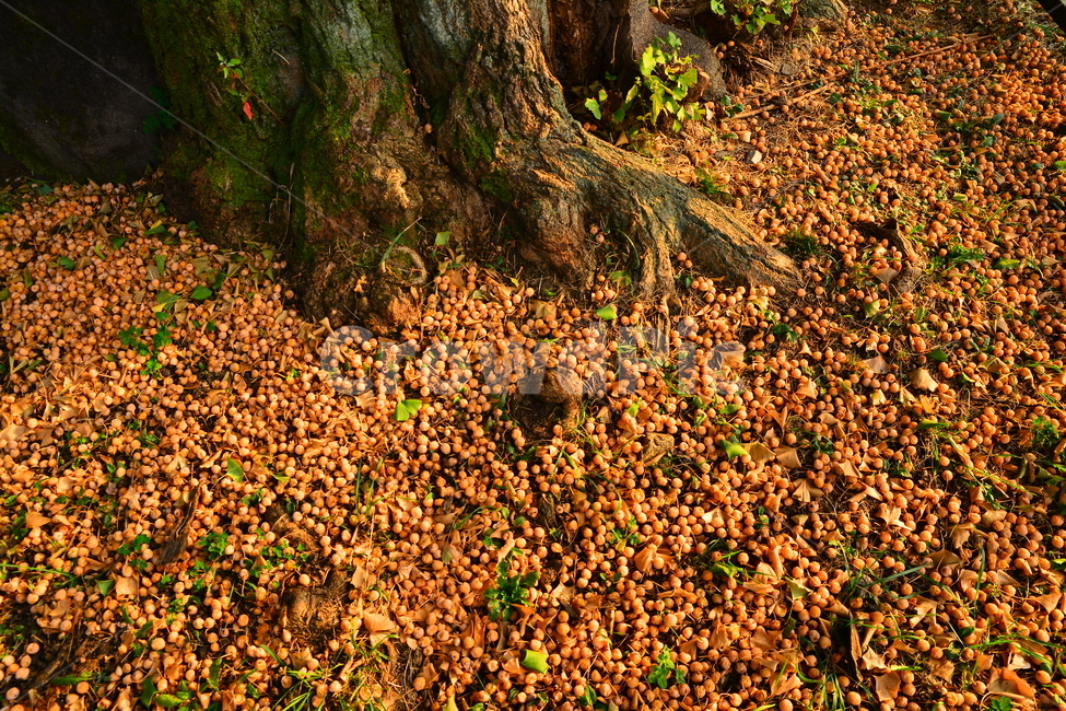은행나무,은행열매,음식,약용,수확,풍년,수많은,열매,씨앗,가을,늦가을,autumn,fall,food,tree,구이용,뿌리,식물,자연,plants,nature,나무,trees,wood,과일,열매,fruit