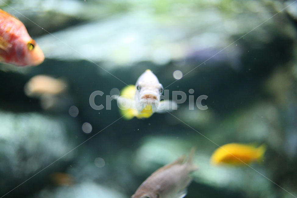 fish,물고기,animal,동물,수조