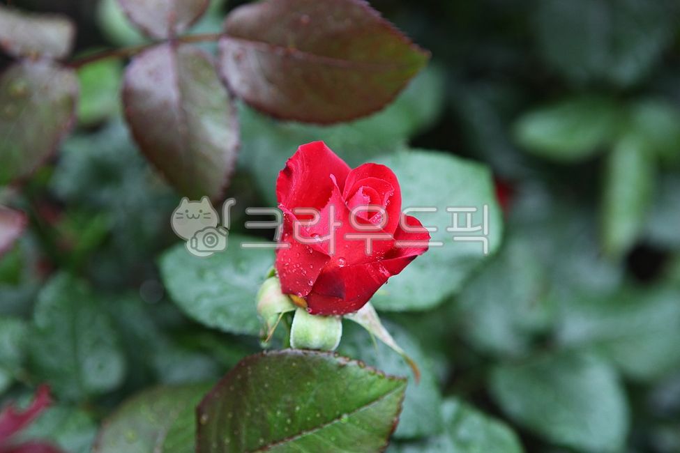 spring flowers,spring,petal,nature,remnants,plant,Rose,flowering,leaf,park,flower