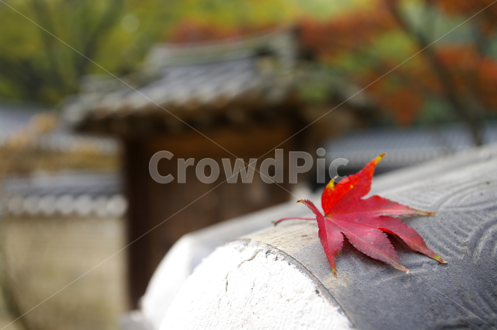 기와,담장,가을,fall,나무,식물,plant,단풍,잎,가을,계절,fall,autumn,season,leaf,tree