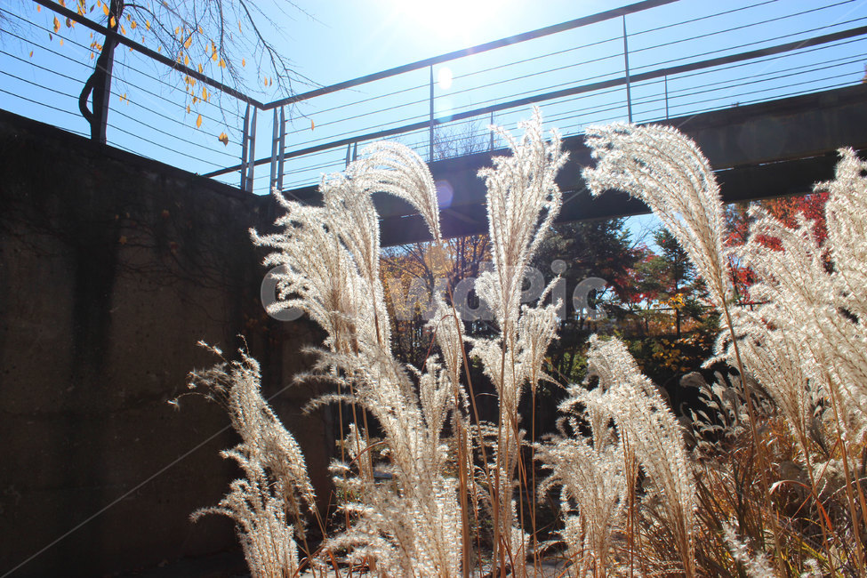 plant,식물,갈대,자연,가을,가을,계절,fall,autumn,season