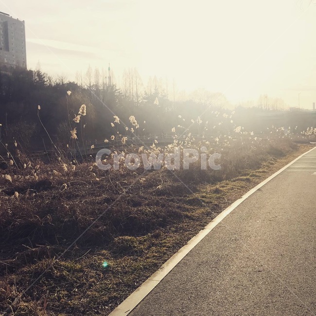 산책로,산책길,갈대,노을,해