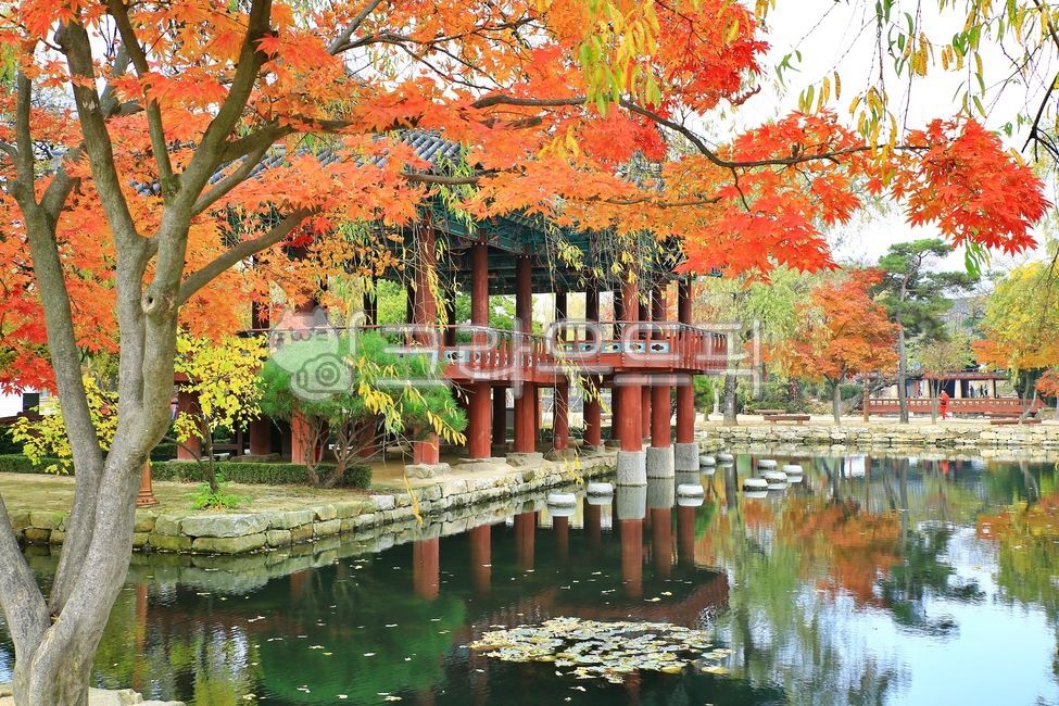 pond,natural heritage,ruins building,reflection,Gwanghallu,nature,autumn scenery,tree,leaf,water,pavilion pavilion,historical relics,outdoors