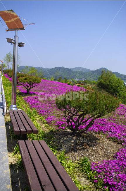 축제,꽃,꽃밭,의자,festival,color,flower,하늘,자연,풍경,nature,landscape