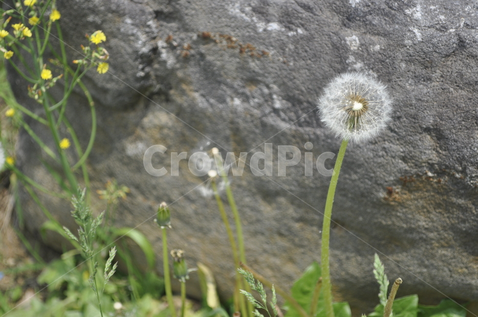 민들레,자연,봄,꽃,씨앗,희망,식물,자연,plants,nature,꽃,flower