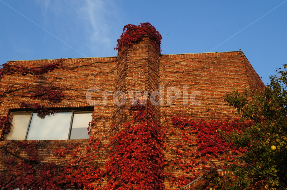 담쟁이덩굴,넝쿨식물,넌출성식물,ivy,아이비,빨간담쟁이,단풍,기어오르다,건물벽,담장,가을,빨간벽돌,가을,계절,fall,autumn,season,건축물,건물외관,exterior,building,structure,architecture,construction,brick,벽돌,wall,벽