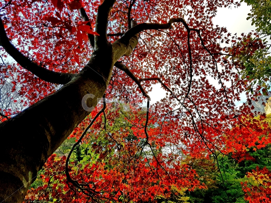 가을,백양사,단풍,자연,애기단풍,감성
