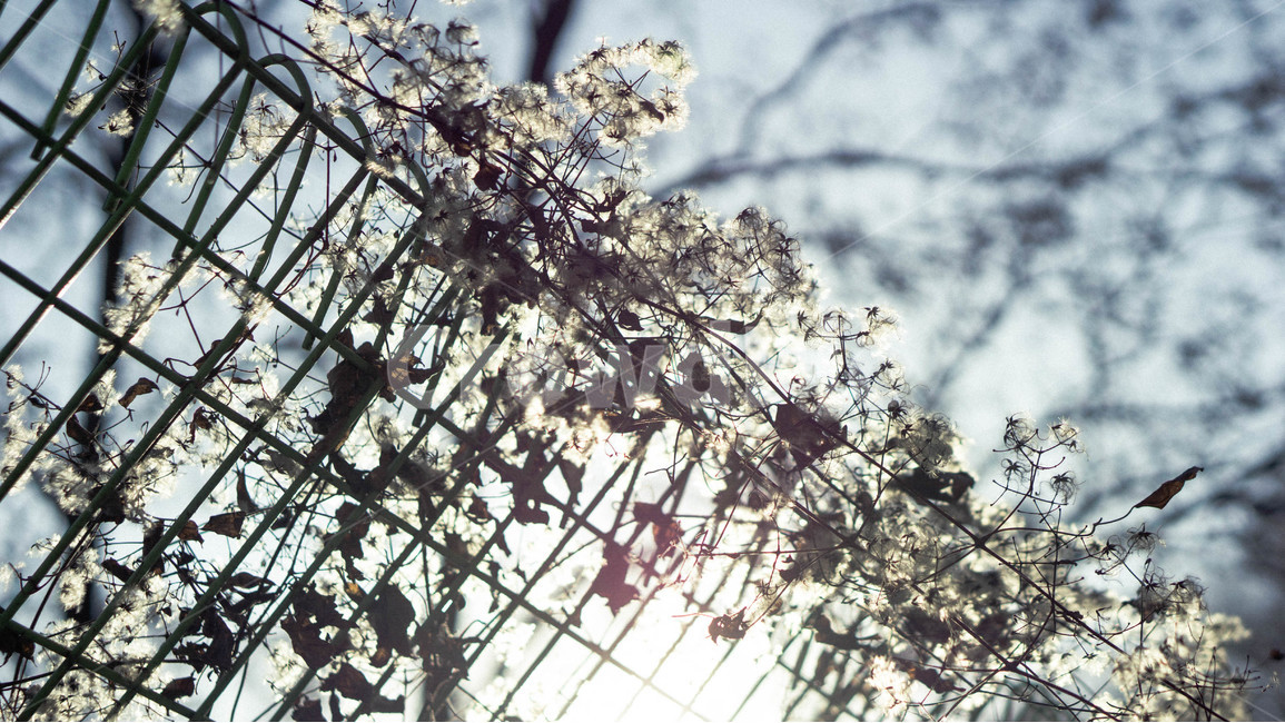 자연,풍경,힐링,한적,여유,식물,식물,자연,plants,nature