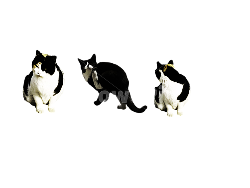 누끼,고양이,배경제거,귀여운,작은,동물,3마리,cat,cute,feline,pet,animal,small,kitty,png,removed,고양이,cat,kitten,kitty