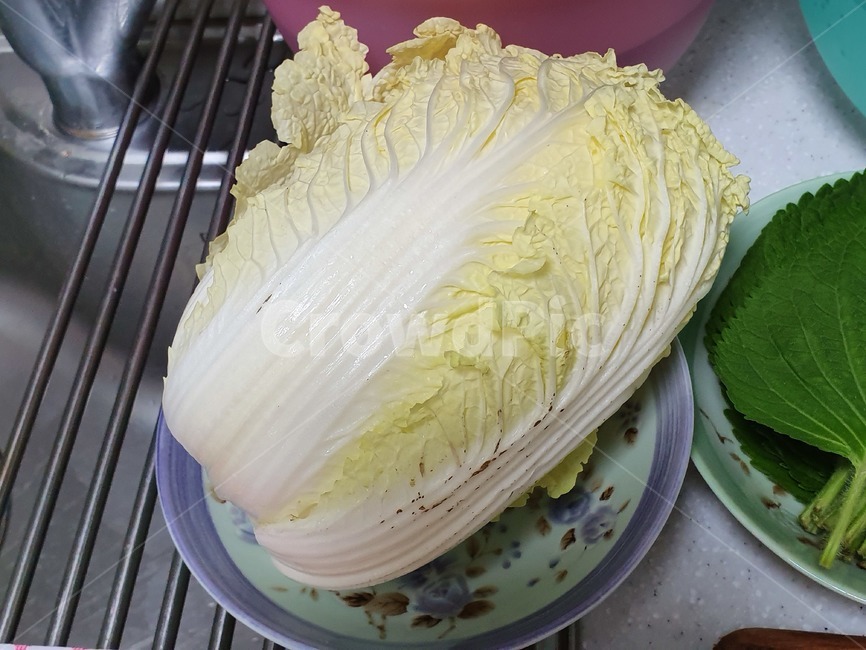 배추,야채,식자재,재료,알배추