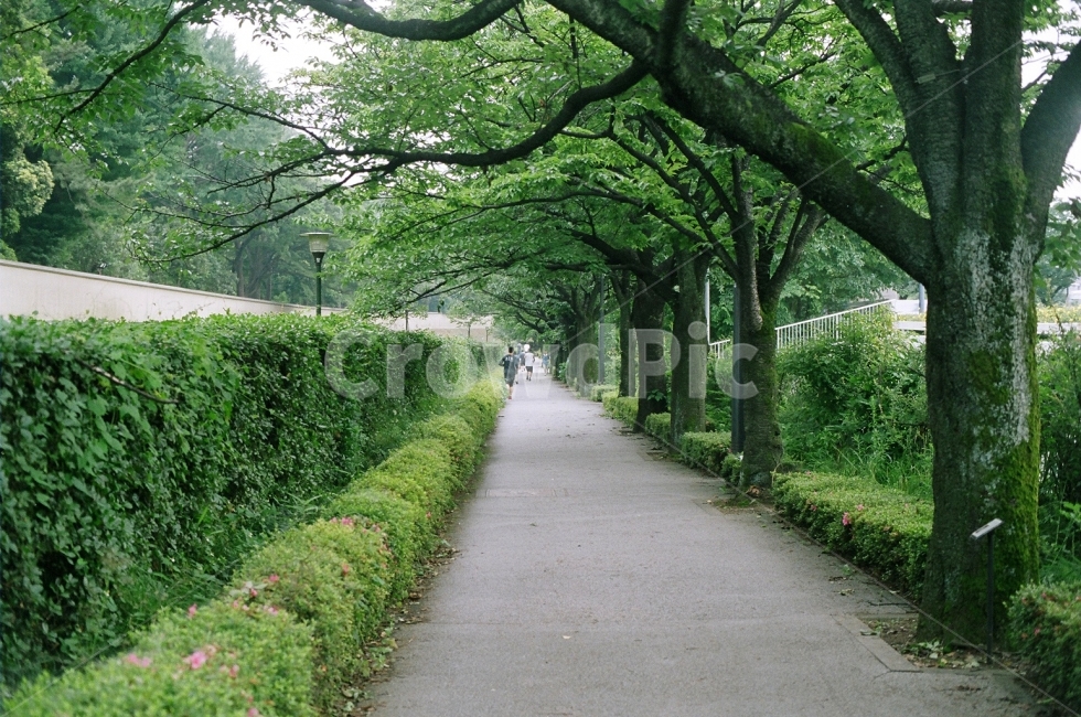 산책,길,여름,아침운동,가로수길,필름,자연,풍경,nature,landscape,식물,plants,나무,trees,wood,outdoors,옥외,garden,정원,arbour,정자