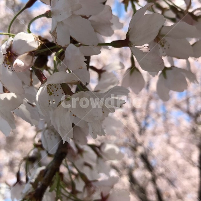 봄,spring,벚꽃,cherryblosssom,벚꽃축제