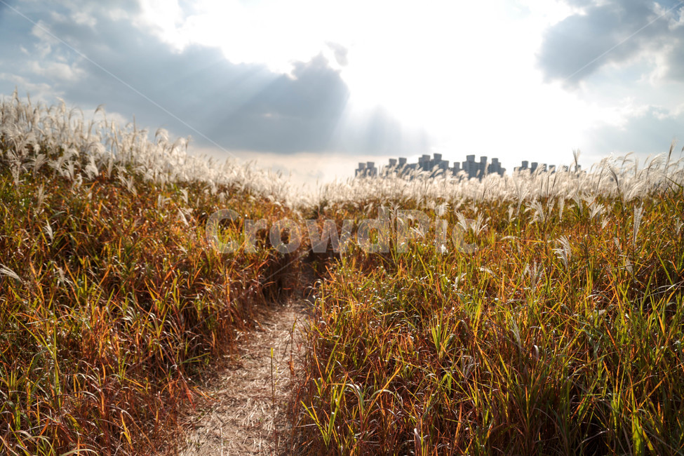 울산,갈대,억새,빛,길,가을,계절,fall,autumn,season,grass,잔디,plant,식물