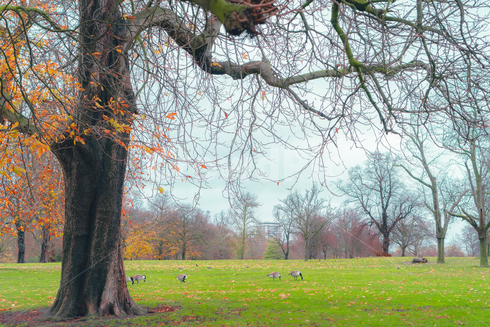 나무,tree,공원,park,london,풍경,자연,평화,여유