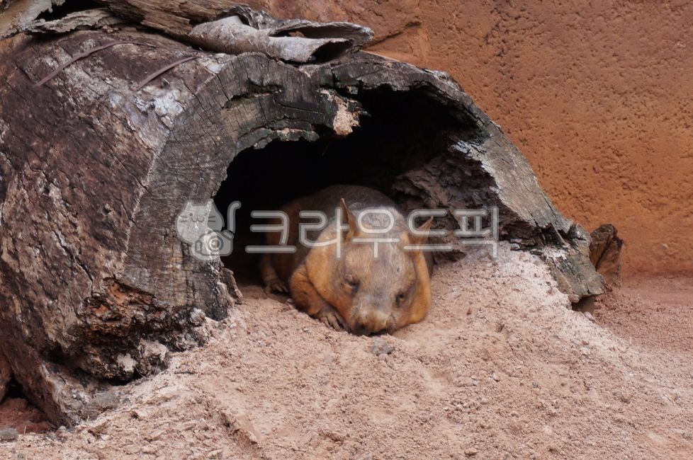 웜뱃,작은곰,멸종위기,희귀동물,야행성,절멸위기,wombat