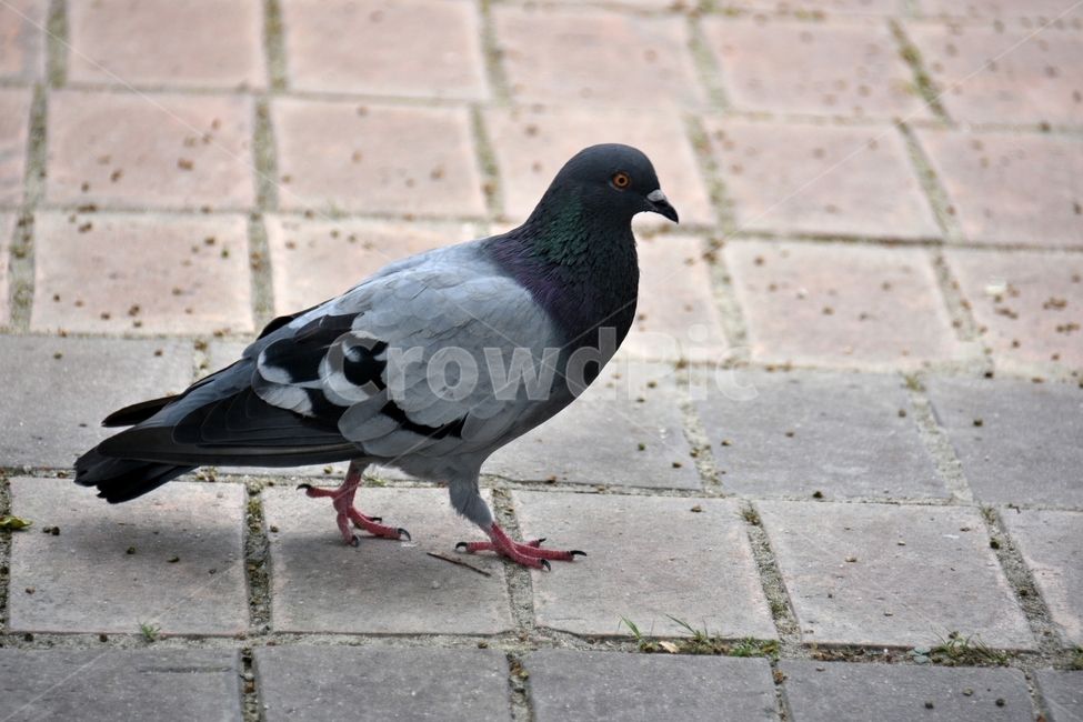 새,동물,비둘기,조류,바탕화면,조류,새,birds