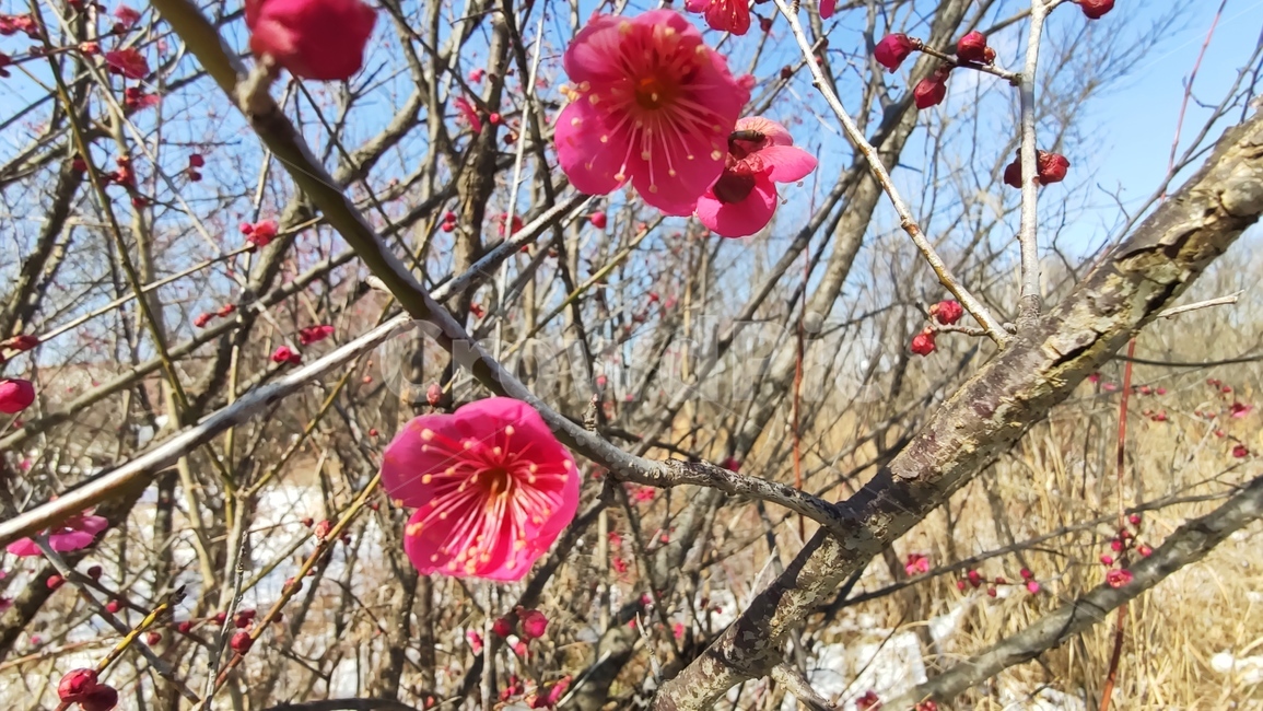 홍매화,매화,매화꽃,붉은매화꽃,홍매,자장매,maehwa,plant,식물,flower,blossom,꽃,식물,자연,plants,nature,꽃,flower