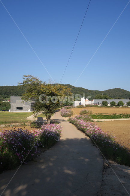 가을,코스모스,가을산책,가을감성,꽃,자연,풍경,nature,landscape