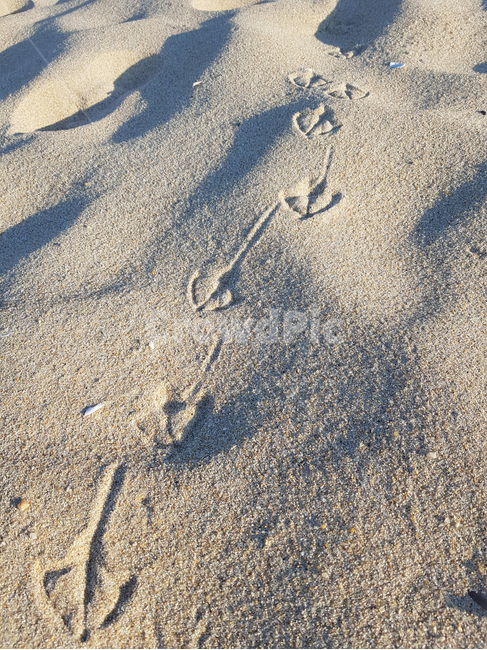 rough,sandybeach,grit,wave,seagull,straight,sand,Beach,footprint,sandy beach,bird,beach,Seagull,gull