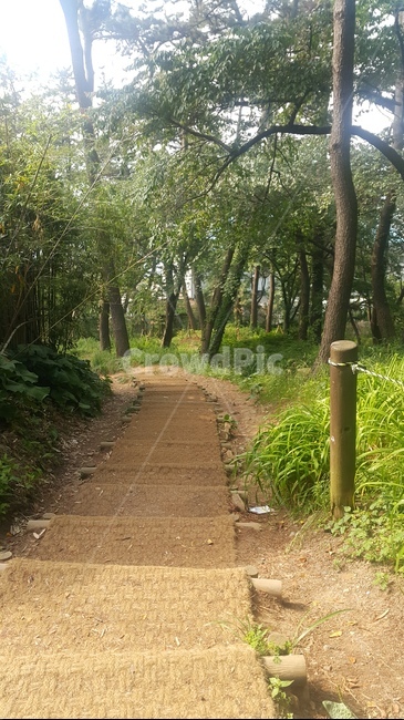 산책로,공원,대왕암공원,풍경,배경