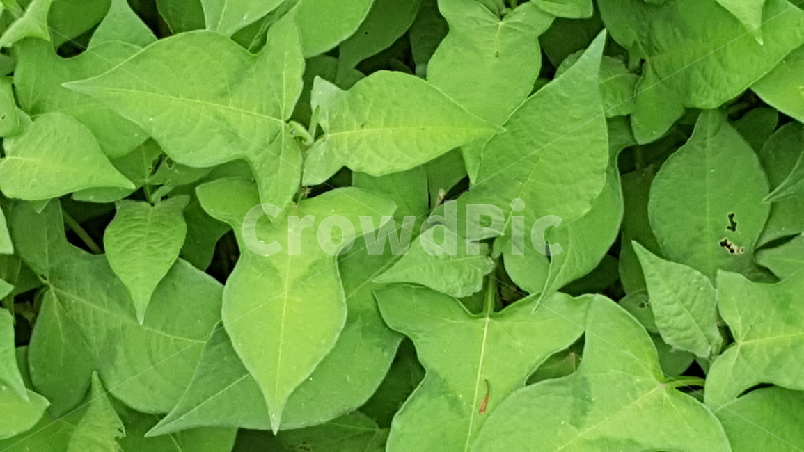 연두,고마리,청초,자연,식물,귀여움,식물,자연,plants,nature