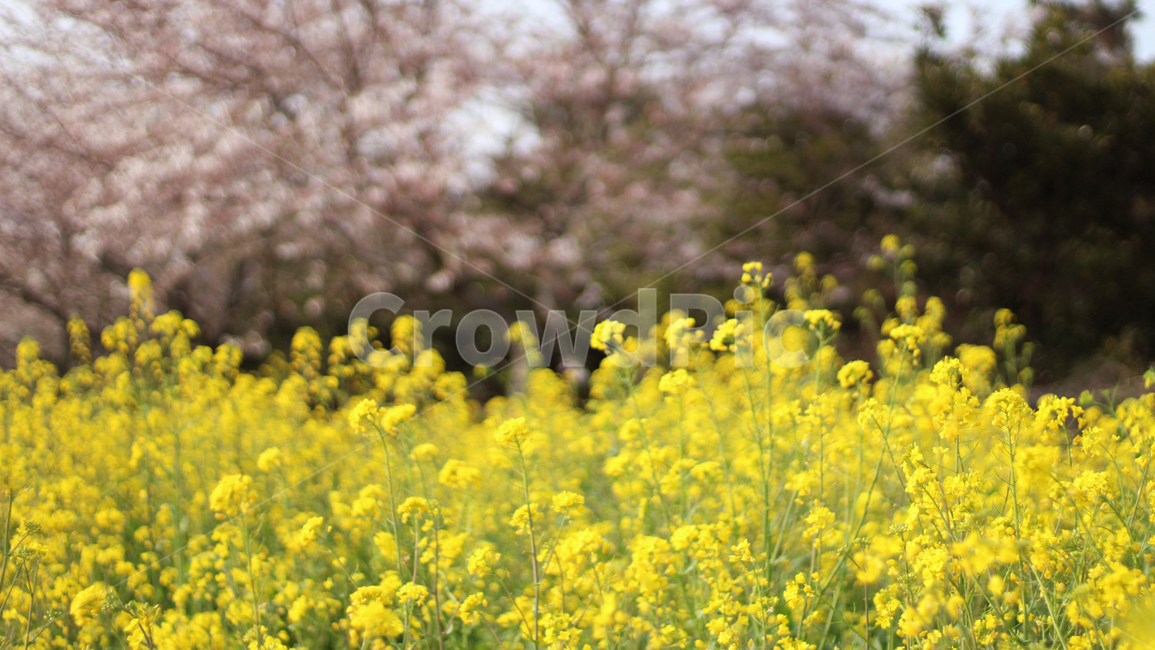 제주도,jeju,유채꽃,벚꽃,blossom,자연,nature,plant,식물,자연,plants,nature,꽃,flower