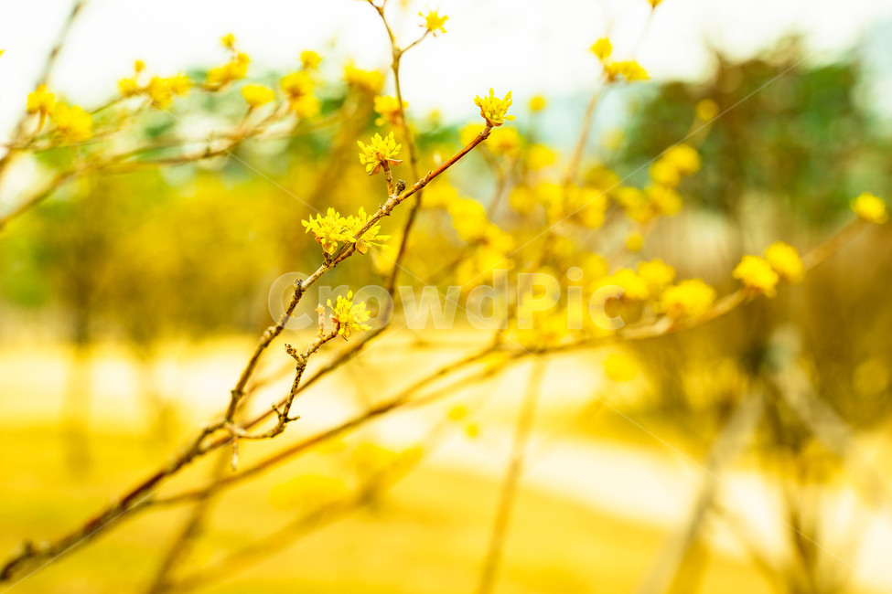 꽃,산수유꽃,봄꽃,노랑꽃,봄,경복궁,봄,계절,spring,season,식물,자연,plants,nature,꽃,flower,plant,leaf,잎