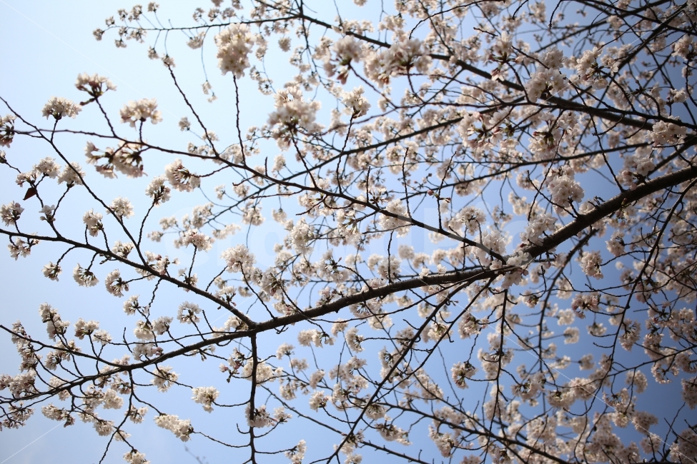 벗꽃,봄,꽃,배경,하늘,봄,계절,spring,season,식물,자연,plants,nature,꽃,flower,plant,blossom