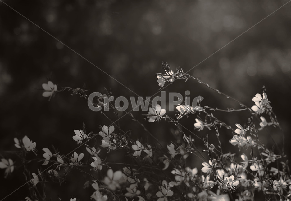 plant,흑백,나비바늘꽃,여름꽃,흰색