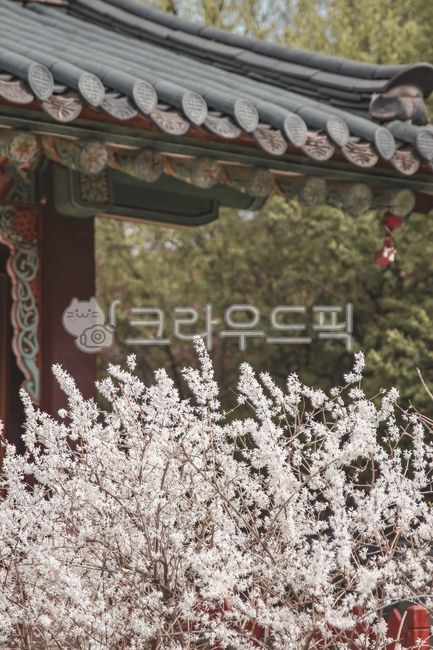 Cherry Blossom,Korean traditional culture,color,in full bloom,spring flowers,spring,beautiful,Changdeokgung Palace,tile,sight,plum blossom,wide open,gay,old fashioned,blossom,Changgyeonggung Palace,nature,Palace,oriental,Korean,flower,korea,traditional,Ha