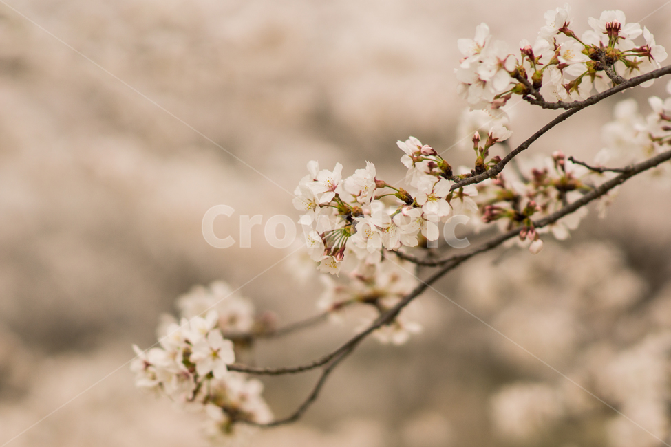 벚꽃,꽃,봄,spring,flower,봄,계절,spring,season,식물,자연,plants,nature,꽃,flower,감성,sensible,feeling,plant,blossom