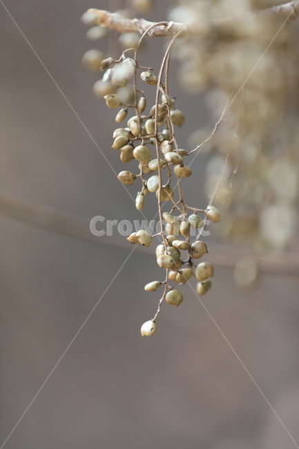 식물,햇살,봄,따뜻한,감성,식물,자연,plants,nature